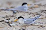 _MG_4121 Least Tern - making scrape.jpg
