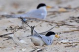 _MG_4157 Least Tern - making scrape.jpg