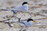 _MG_4161 Least Tern - making scrape.jpg