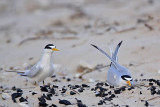 _MG_4468 Least Tern - making scrape.jpg