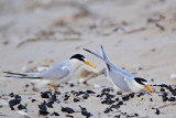 _MG_4470 Least Tern - making scrape.jpg