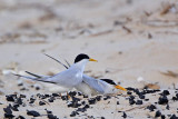_MG_4475 Least Tern - making scrape.jpg