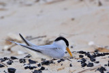 _MG_4501 Least Tern - making scrape.jpg