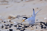 _MG_4504 Least Tern - making scrape.jpg