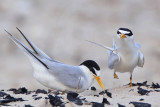 _MG_4568 Least Tern - making scrape.jpg