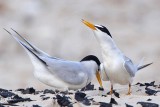 _MG_4571 Least Tern - making scrape.jpg