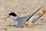 _MG_8756 Least Tern.jpg