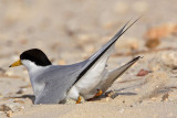 _MG_8761 Least Tern.jpg
