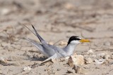 _MG_1797 Least Tern - making scrape.jpg