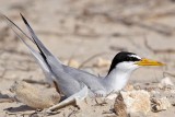 _MG_1800 Least Tern - making scrape.jpg