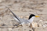 _MG_1818 Least Tern - making scrape.jpg