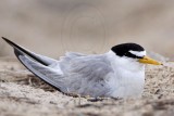 _MG_7379 Least Tern.jpg