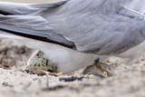 _MG_7416crop Least Tern.jpg