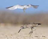 Least Tern attacking Willet8344.jpg