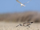 _MG_8337 Least Tern attacking Willet.jpg