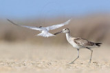 _MG_8338 Least Tern attacking Willet.jpg