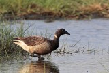 _MG_5558 Brant.jpg