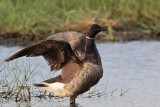 _MG_5570 Brant.jpg
