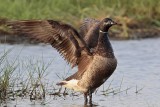 _MG_5573 Brant.jpg