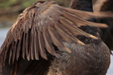 _MG_5574crop Brant.jpg
