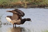 _MG_5584 Brant.jpg