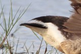 _MG_5585crop Brant.jpg