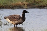 _MG_5589 Brant.jpg