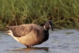 _MG_5785 Brant.jpg