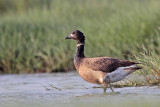 _MG_5851 Brant.jpg