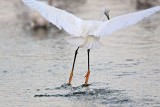 _MG_2528 Snowy Egret.jpg
