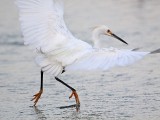 _MG_2544 Snowy Egret.jpg