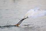 _MG_2546 Snowy Egret.jpg