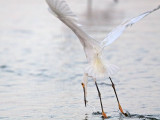 _MG_2558 Snowy Egret.jpg