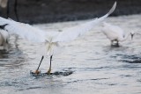 _MG_2599 Snowy Egret.jpg