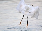 _MG_2613 Snowy Egret.jpg
