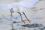 _MG_2617 Snowy Egret.jpg