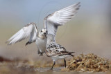 _MG_1900 Sanderling.jpg