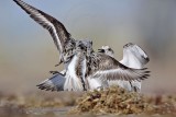 _MG_1901 Sanderling.jpg