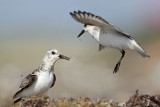 _MG_1974 Sanderling.jpg