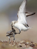 _MG_1982 Sanderling.jpg