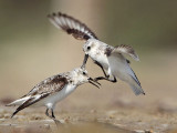 _MG_1993 Sanderling.jpg