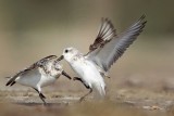 _MG_1995 Sanderling.jpg