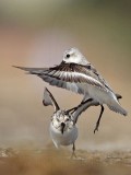 _MG_1998 Sanderling.jpg