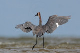 _MG_7165 Reddish Egret.jpg