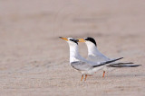 _MG_2546 Least Tern-nuptial male X pikei female.jpg