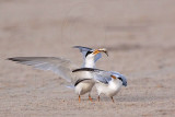 _MG_2565 Least Tern-nuptial male X pikei female.jpg