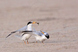 _MG_2584 Least Tern-nuptial male X pikei female.jpg