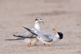 _MG_2647 Least Tern-nuptial male X pikei female.jpg