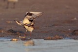 _MG_6410 Ruddy Turnstone.jpg