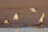 _MG_6412 Ruddy Turnstone & Laughing Gull.jpg